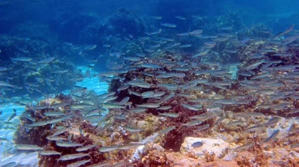 Aegean Sea Undersea Photography Shot — Stock Photo, Image