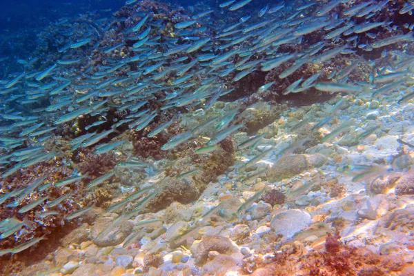 Снимок Подводной Фотографии Эгейского Моря — стоковое фото