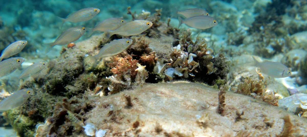 Mar Egeo Fotografía Submarina Tiro — Foto de Stock