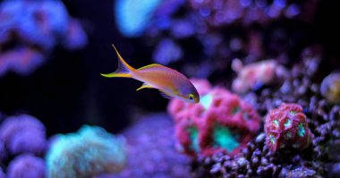 Anthias (Pseudanthias pleurotaenia)