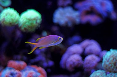 Anthias (Pseudanthias pleurotaenia)