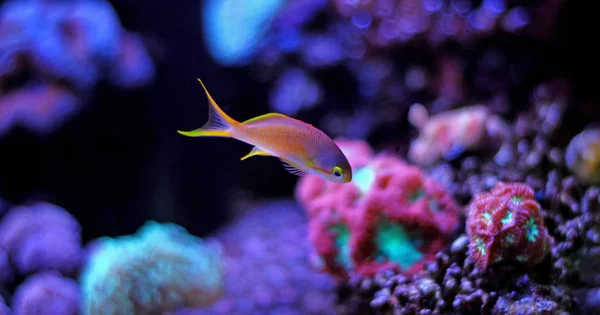 Squareback Anthias (Pseudanthias pleurotaenia)) — Stockfoto