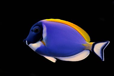 Pudra mavisi tang (Acanthurus leucosternon)