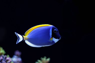 Pudra mavisi tang (Acanthurus leucosternon)