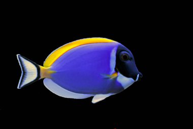 Pudra mavisi tang (Acanthurus leucosternon)