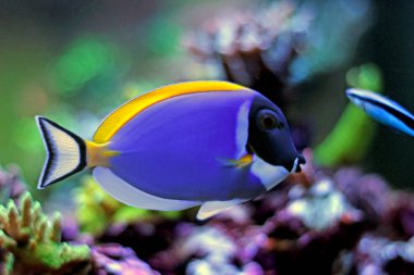 Pudra mavisi tang (Acanthurus leucosternon)