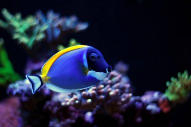 Pudra mavisi tang (Acanthurus leucosternon)