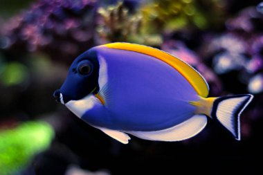 Pudra mavisi tang (Acanthurus leucosternon)