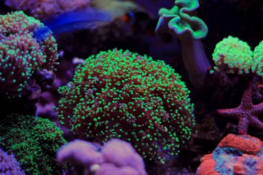 Frogspawn Lps mercan resif tank