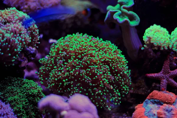 Frogspawn Lps mercan resif tank