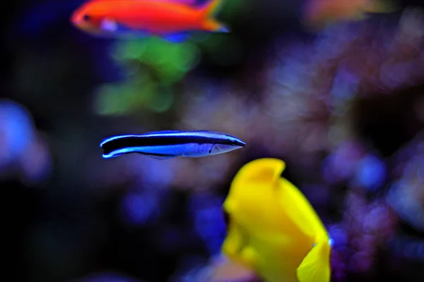 Cleaner wrasse in aquarium — Stock Photo, Image