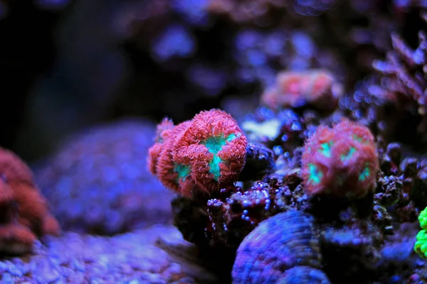 Stylophora 五颜六色的Sps 珊瑚在盐水水族馆礁坦克——图库图片