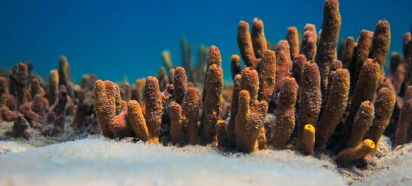 Yellow sponge underwater sea scene