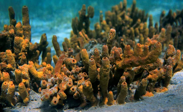 Gul svamp undervattens havet scen — Stockfoto