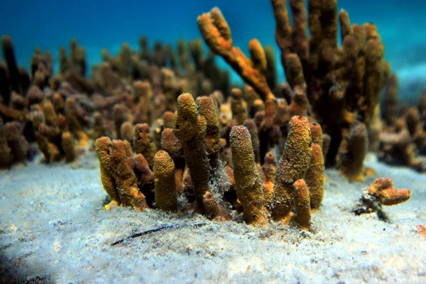 Gele spons onderwater zee scène — Stockfoto