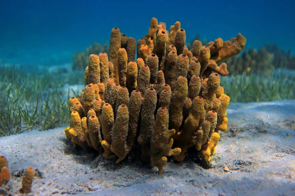 Gele spons onderwater zee scène — Stockfoto
