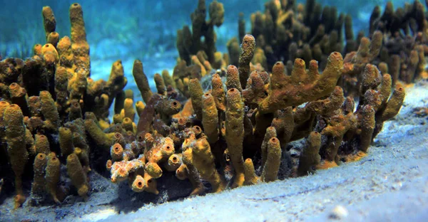 Sarı sünger sualtı deniz sahne