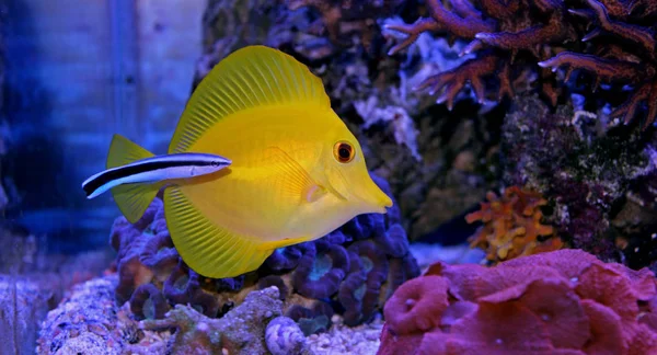 Espiga amarilla limpiada por Doctor wrasse — Foto de Stock