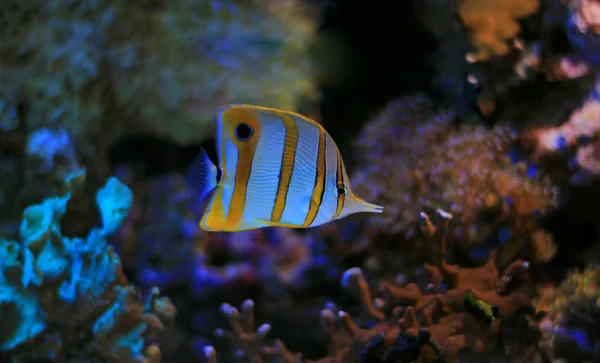 Copperband Butterfly Fish Underwater Scene — Stock Photo, Image