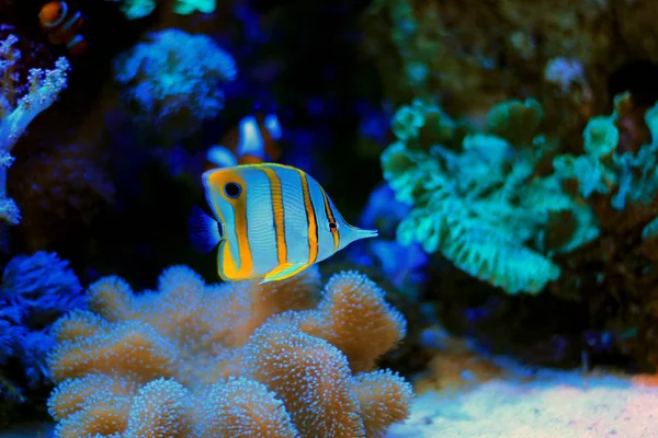 Copperband butterfly fish