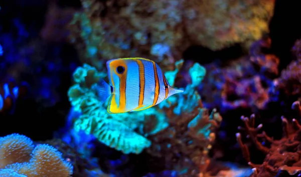 Copperband Butterfly Fish Underwater Scene — Stock Photo, Image