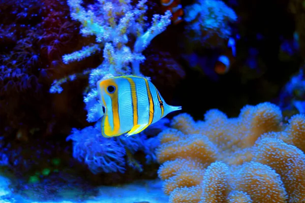 Copperband butterfly fish — Stock Photo, Image