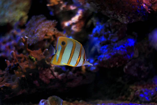 Copperband Butterfly Fish Underwater Scene — Stock Photo, Image