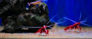 Lysmata Debelius - Red Fire karides