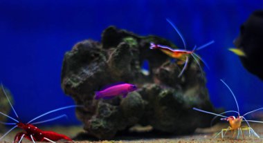 Güzel resif akvaryum balık