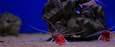 Lysmata Debelius - Red Fire karides