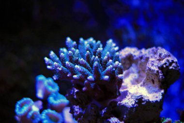 Acropora Mileopora sps mercan