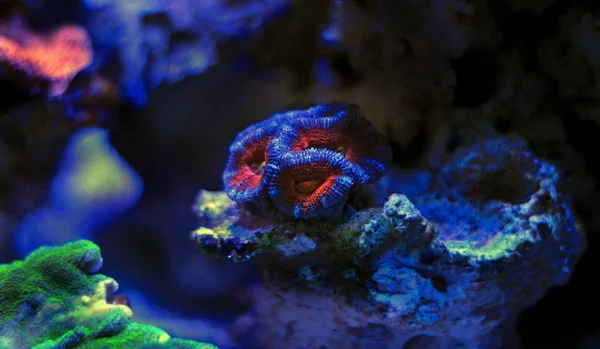 Bicolor Acanthastrea lps mercan