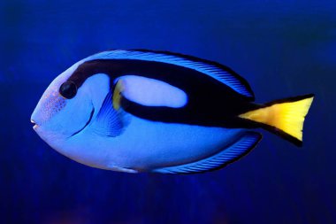 Mavi Tang (paracanthurus hepatus)