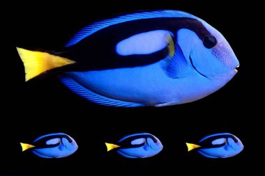 Mavi Tang (paracanthurus hepatus)