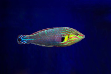 İzole wrasse balık
