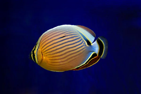 Ornate Butterflyfish (Chaetodon ornatus) — Stock Photo, Image