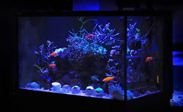 Koraal rif aquarium tank — Stockfoto