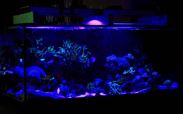 Tanque de aquário de recife de coral — Fotografia de Stock