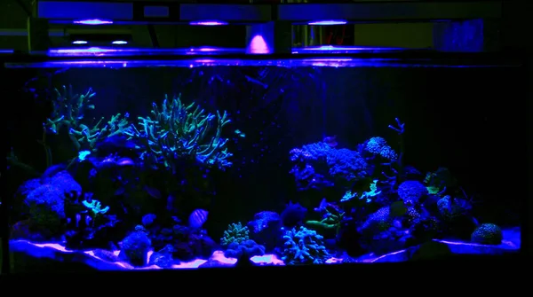 Coral reef aquarium tank — Zdjęcie stockowe