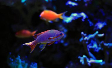 Anthias balık içinde resif akvaryum