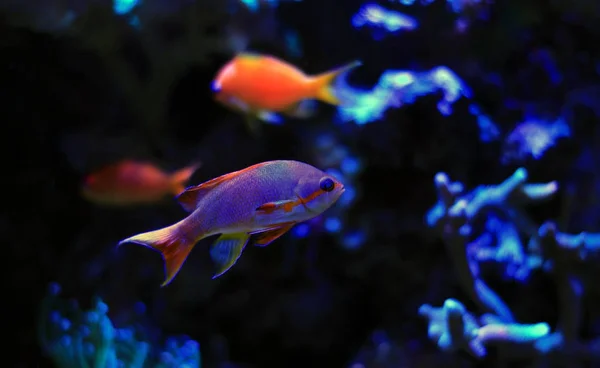 Anthias poissons dans l'aquarium récifal — Photo