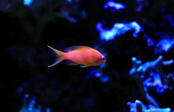 Anthias fisk i korallrevsakvarium — Stockfoto