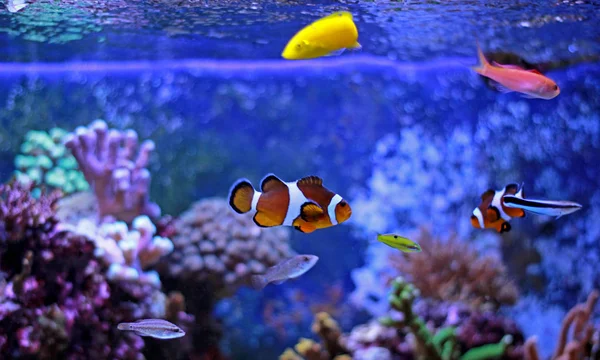 Beliebte Fische im Aquarium des Korallenriffs — Stockfoto