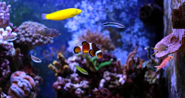 Peces populares disfrutan en tanque de acuario de arrecife de coral —  Fotos de Stock