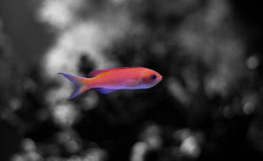 Resif tankı anthias balık