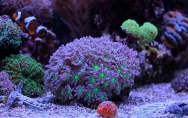 Clavularia eldiven polipler