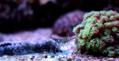 Cristal Shrimp - Palaemon Elegans