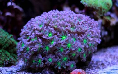 Clavularia eldiven polipler