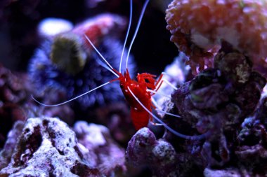 Red Fire karides (Lysmata debelius) 