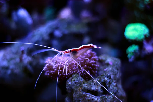 Cleaner Shrimp in Aquarium — Stock Photo, Image
